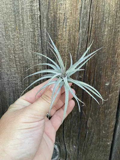plant/Tillandsia aeranthos ‘Mini Purple’-0-thumbnail