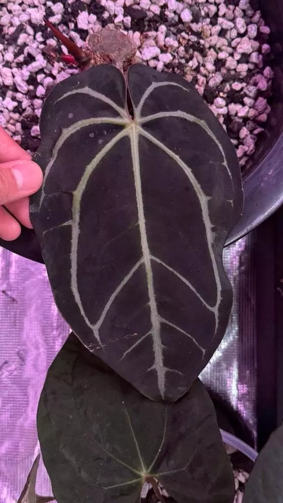 plant/Anthurium Carla OG1 x Carla (SC lineage)-1