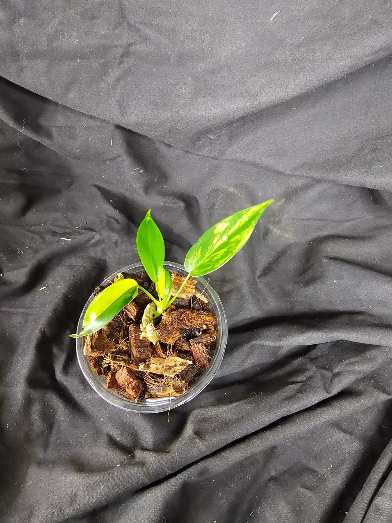 plant/Florida Beauty variegated Philodendron-0