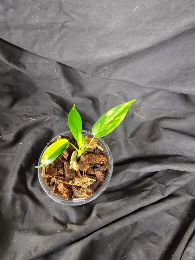 plant/Florida Beauty variegated Philodendron-0-thumbnail