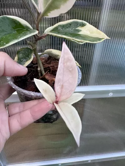 plant/Hoya Flamingo Dreams-1-thumbnail