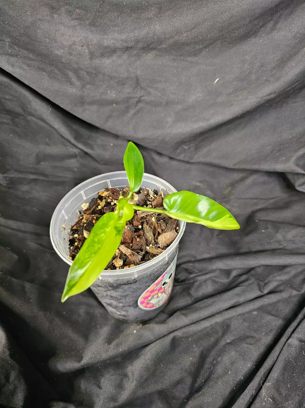 plant/Florida Beauty Varigated Philodendron-0