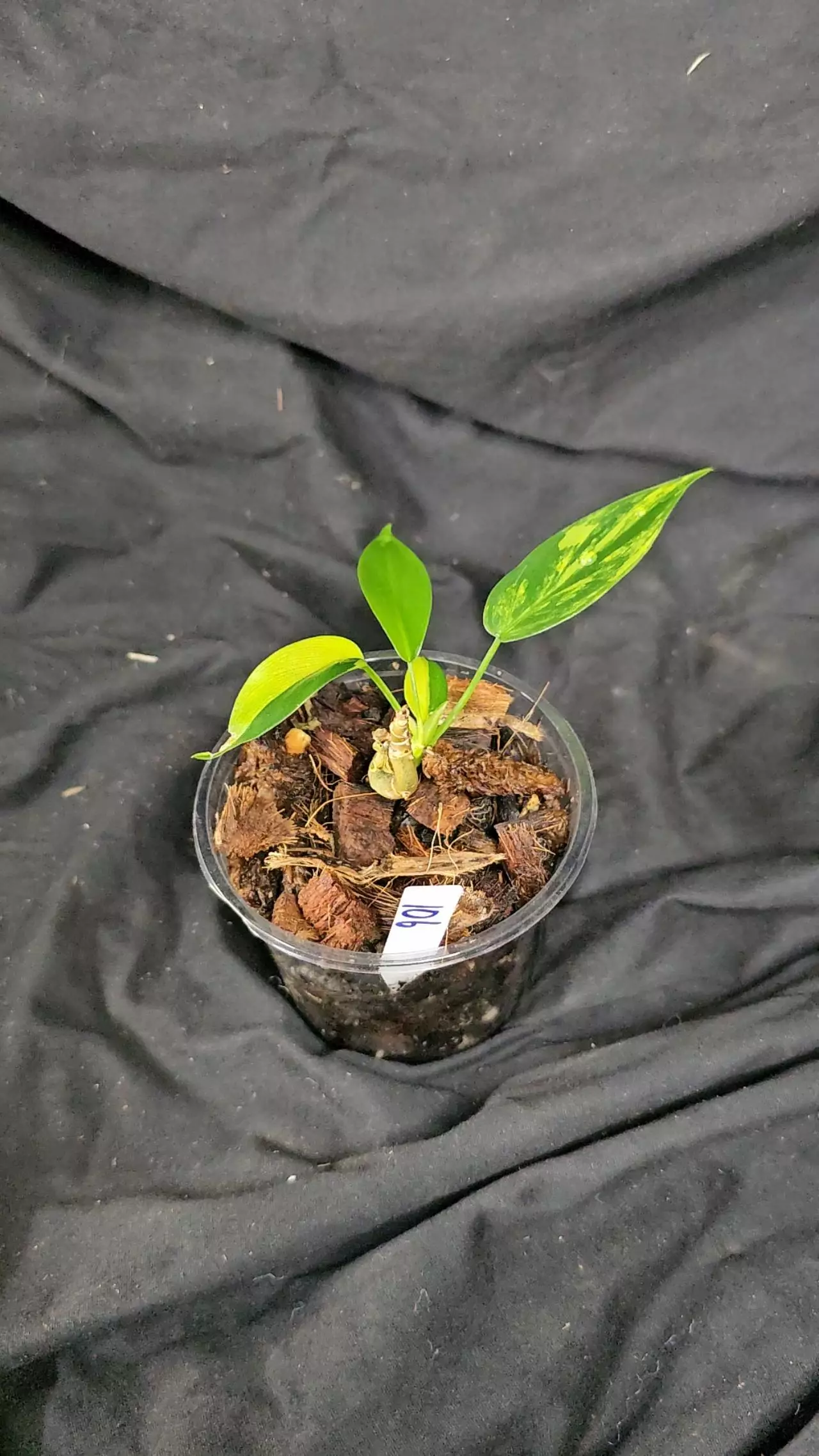 plant/Florida Beauty variegated Philodendron-1