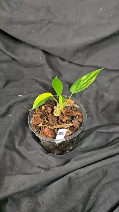 plant/Florida Beauty variegated Philodendron-1-thumbnail