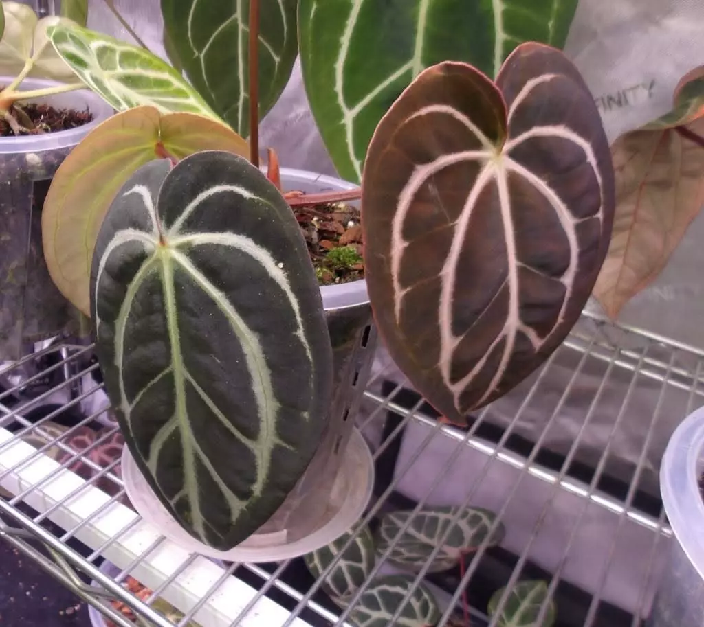 plant/Anthurium Carla OG1 x Carla (SC lineage)-2