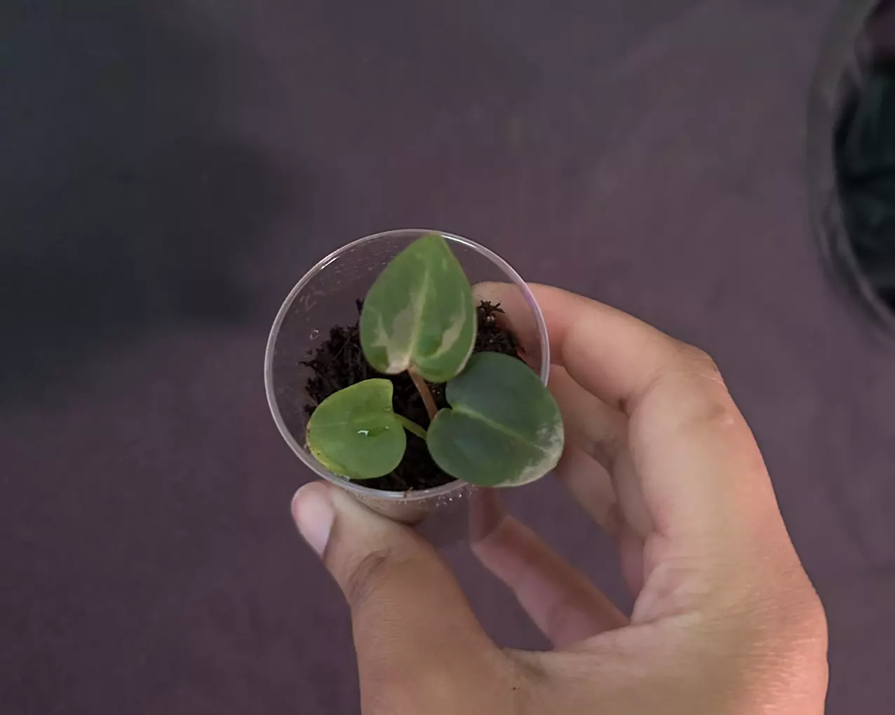 plant/Anthurium Carla OG1 x Carla (SC lineage)-0