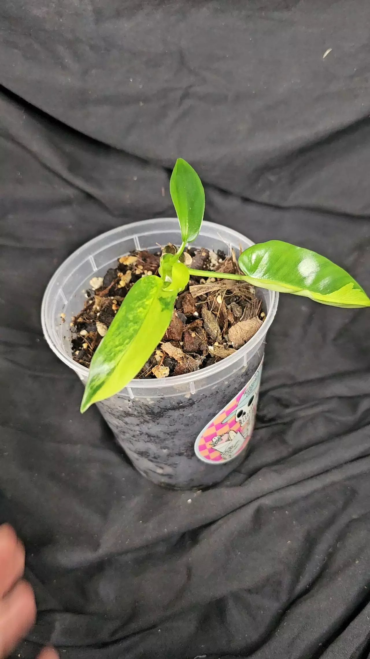 plant/Florida Beauty Varigated Philodendron-1