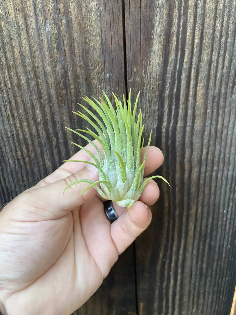 plant/Tillandsia ionantha “Rubra” medium-0