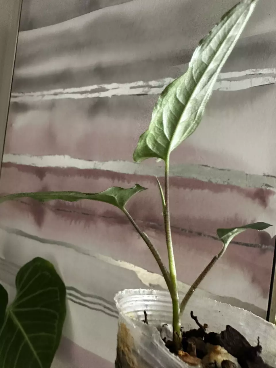 plant/Syngonium Sp Peru-1