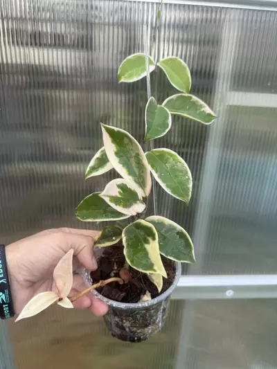 plant/Hoya Flamingo Dreams-0-thumbnail