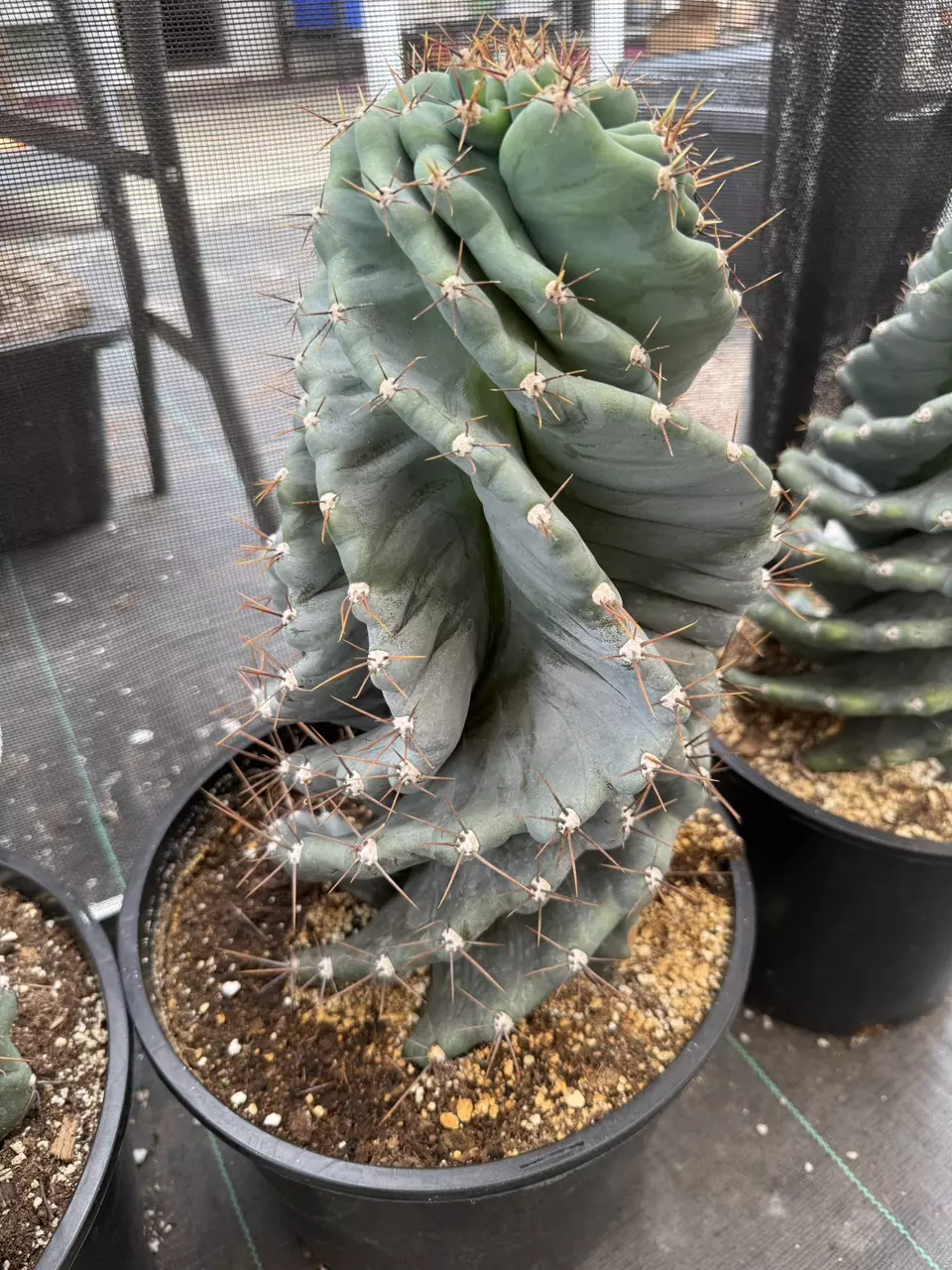 plant/Cereus forbesii spiralis | Spiral Cactus 10”-2