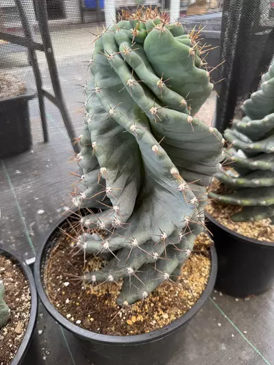 plant/Cereus forbesii spiralis | Spiral Cactus 10”-2-thumbnail
