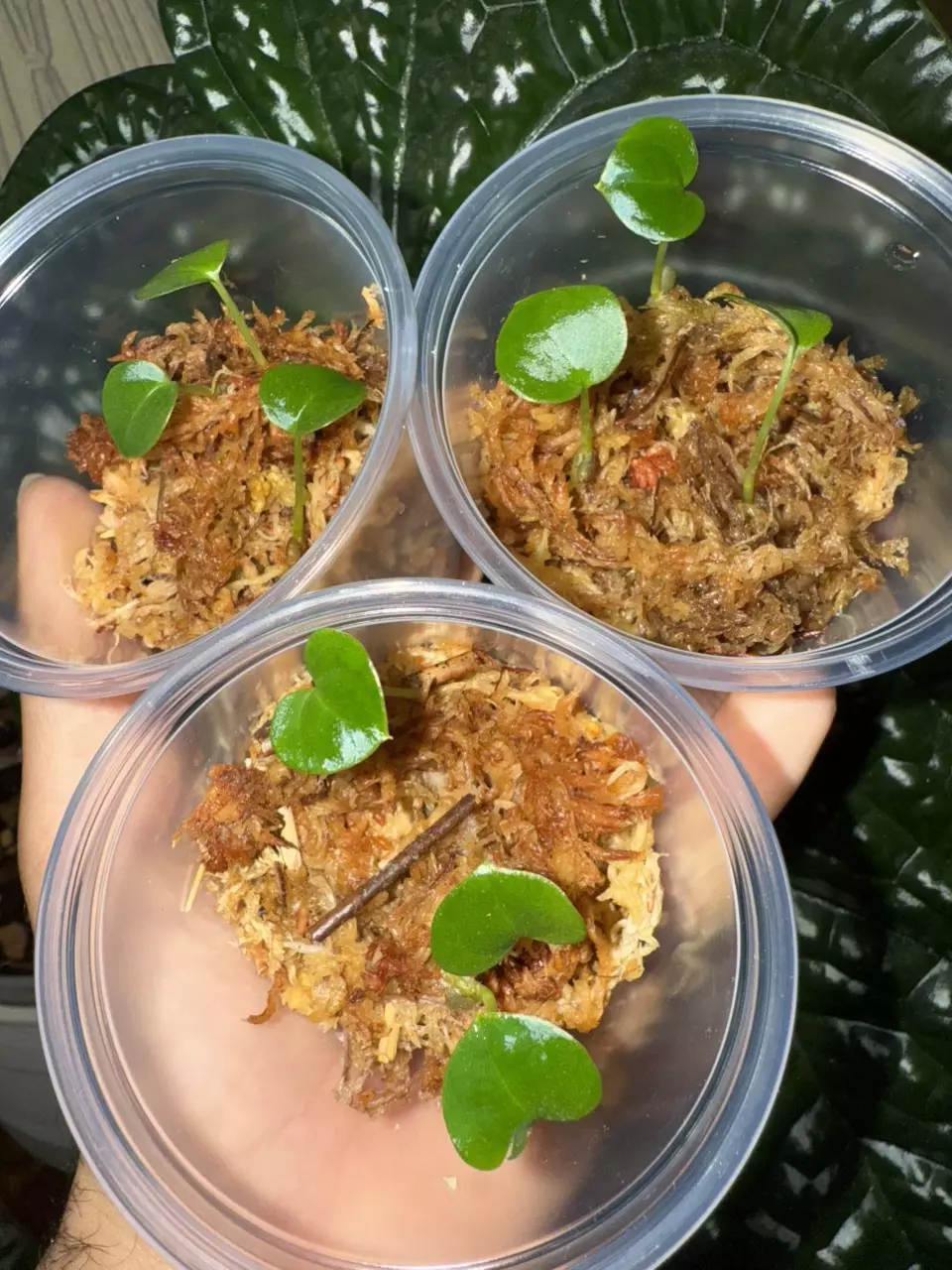 plant/Anthurium seedlings (Luxurians x Magnificum red special) pack of 3-4