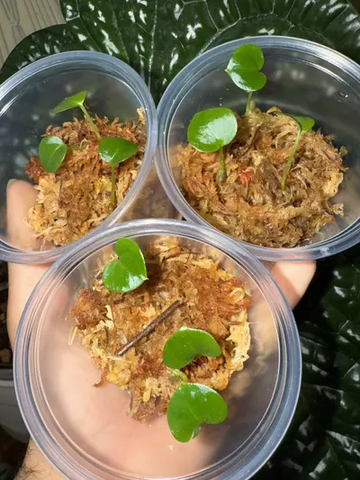 plant/Anthurium seedlings (Luxurians x Magnificum red special) pack of 3-4-thumbnail