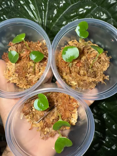 plant/Anthurium seedlings (Luxurians x Magnificum red special) pack of 3-3-thumbnail