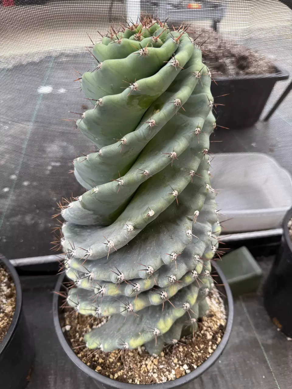 plant/Cereus forbesii spiralis | Spiral Cactus 10”-1
