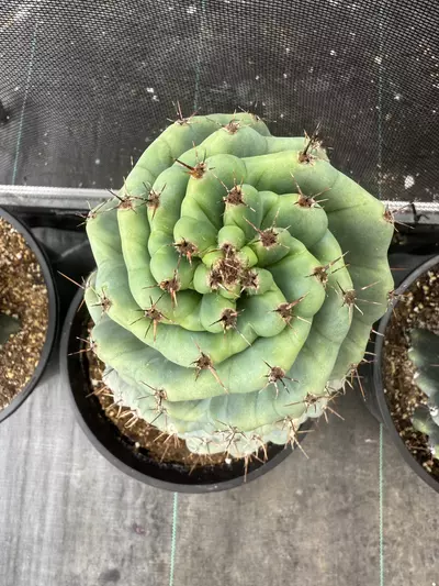 plant/Cereus forbesii spiralis | Spiral Cactus 10”-0-thumbnail