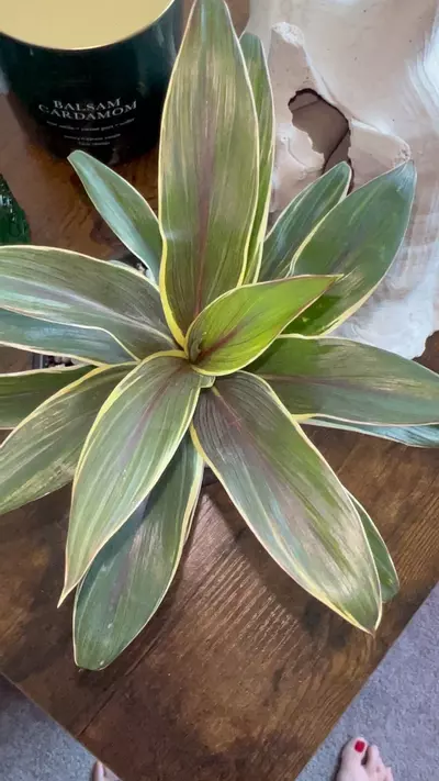 plant/Hawaiin Ti-0-thumbnail