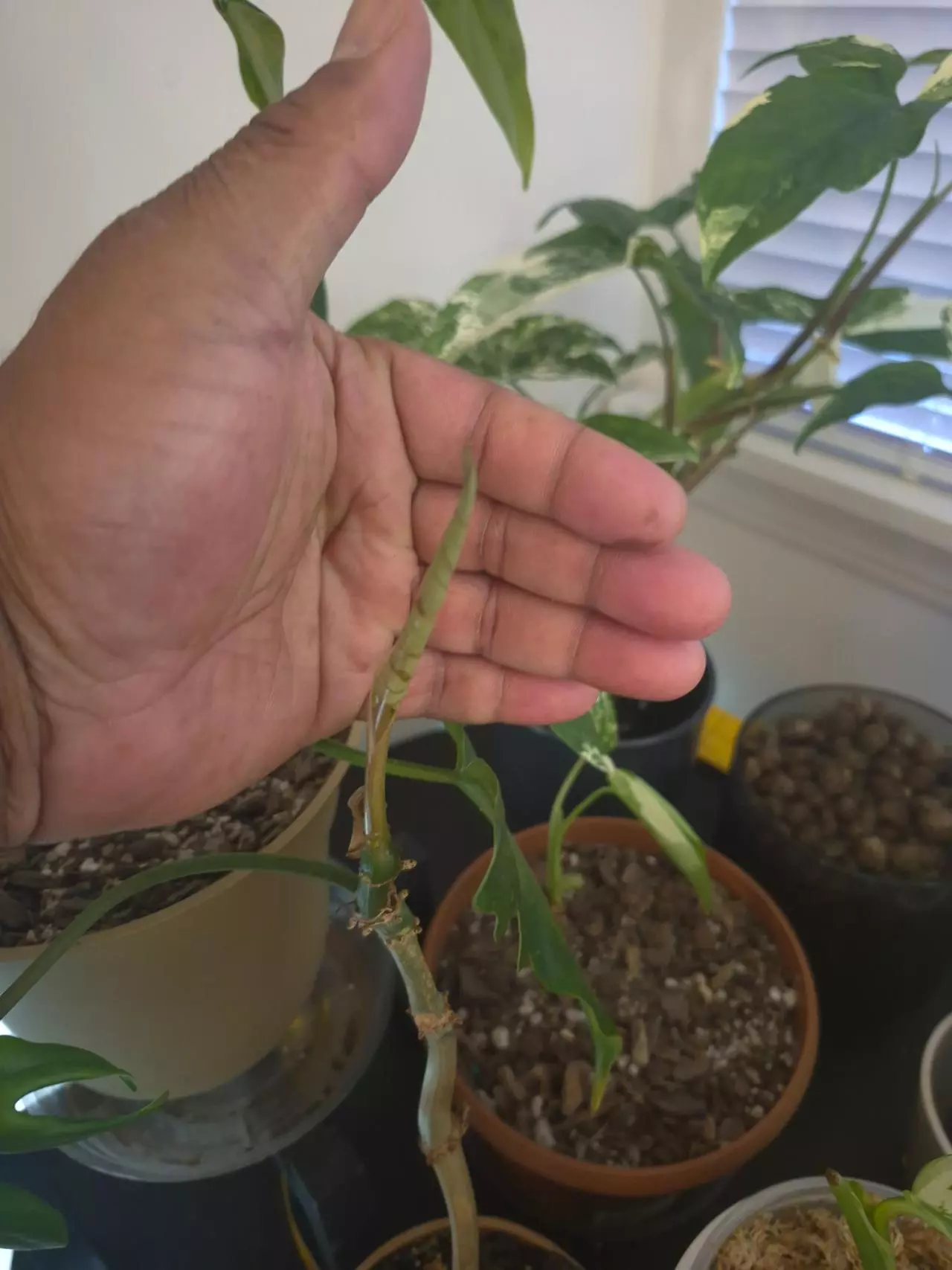 plant/Philadendron Mayoi 1 Leaf Cutting with new leaf on the way-1