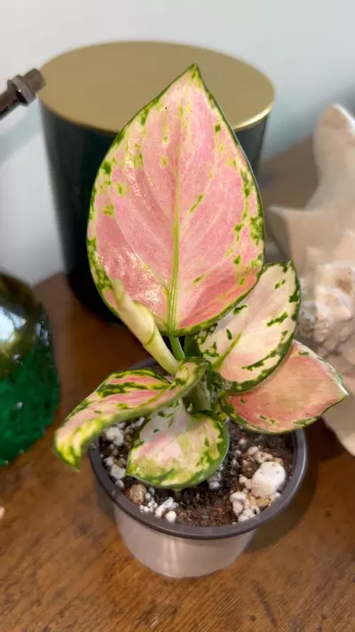 plant/Algoenema Cherry-0-thumbnail