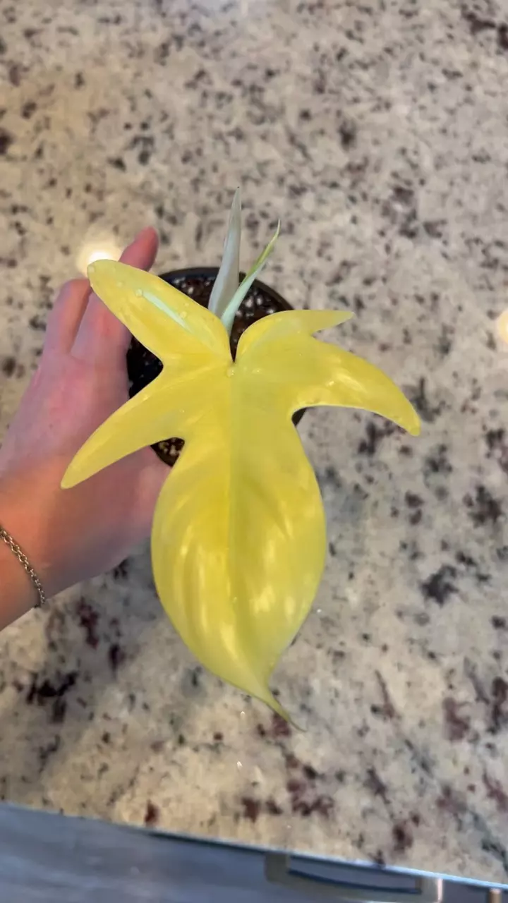 plant/Florida Ghost Philodendron-0