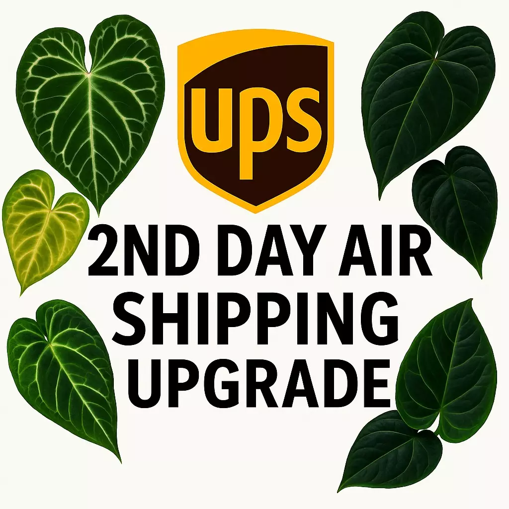 plant/UPS 2nd day air shipping upgrade-0