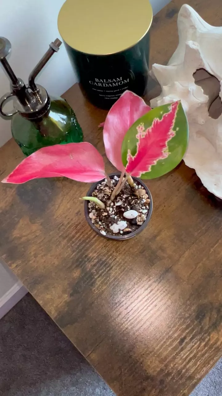 plant/Pink Pearl Algoenema-0