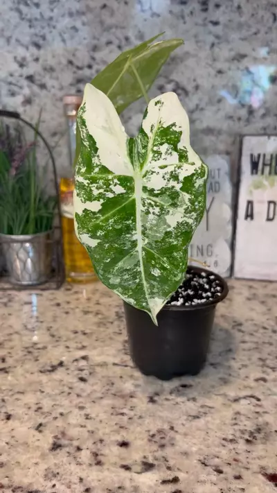 plant/Variegated Alocasia Frydek-0-thumbnail