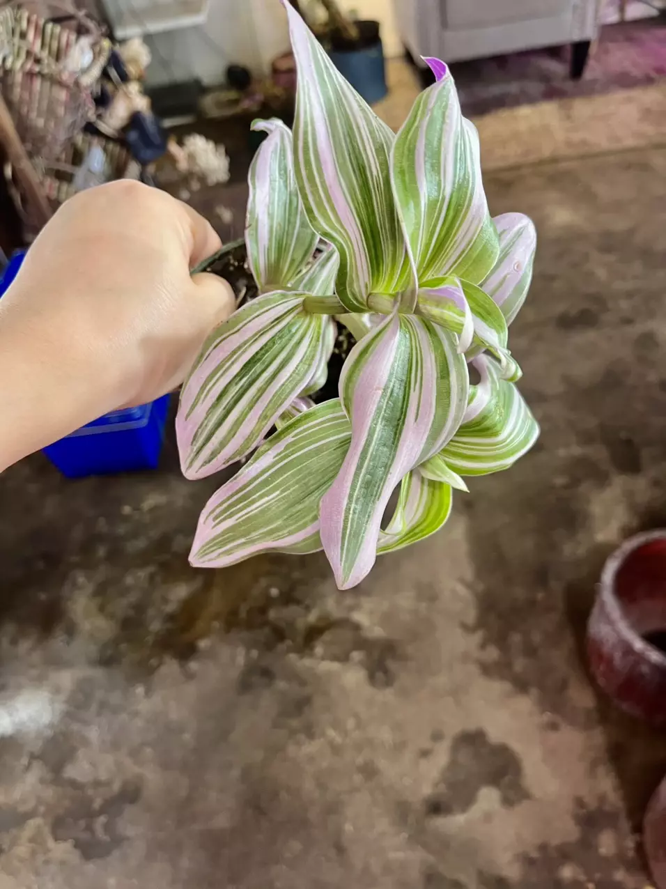 plant/tradescantia bubblegum-0