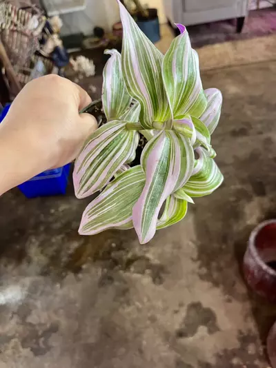 plant/tradescantia bubblegum-0-thumbnail