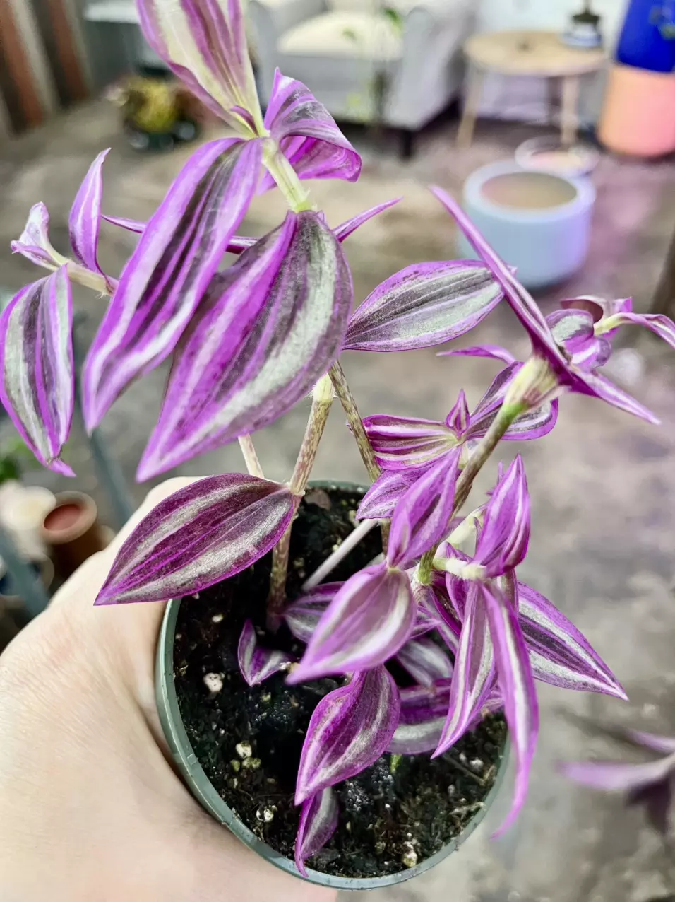 plant/tradescantia pink paradise-0