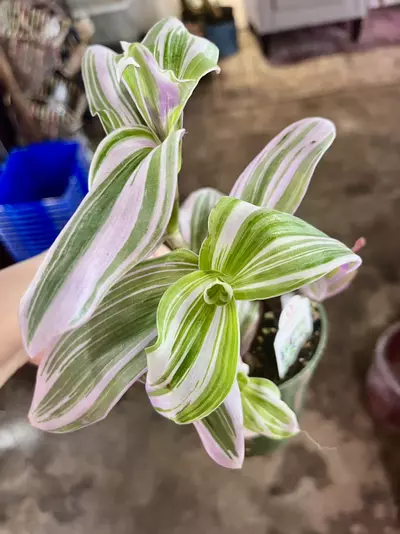 plant/tradescantia bubblegum-1-thumbnail