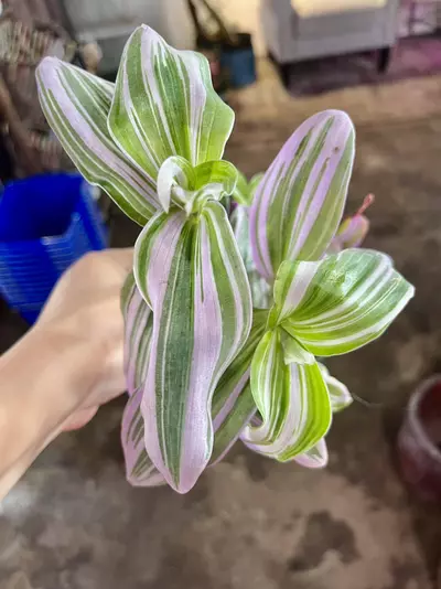 plant/tradescantia bubblegum-2-thumbnail