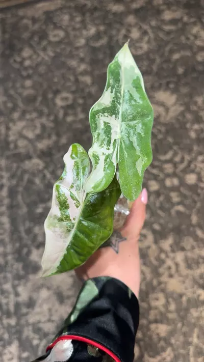 plant/Large pink psuedo corms --0-thumbnail