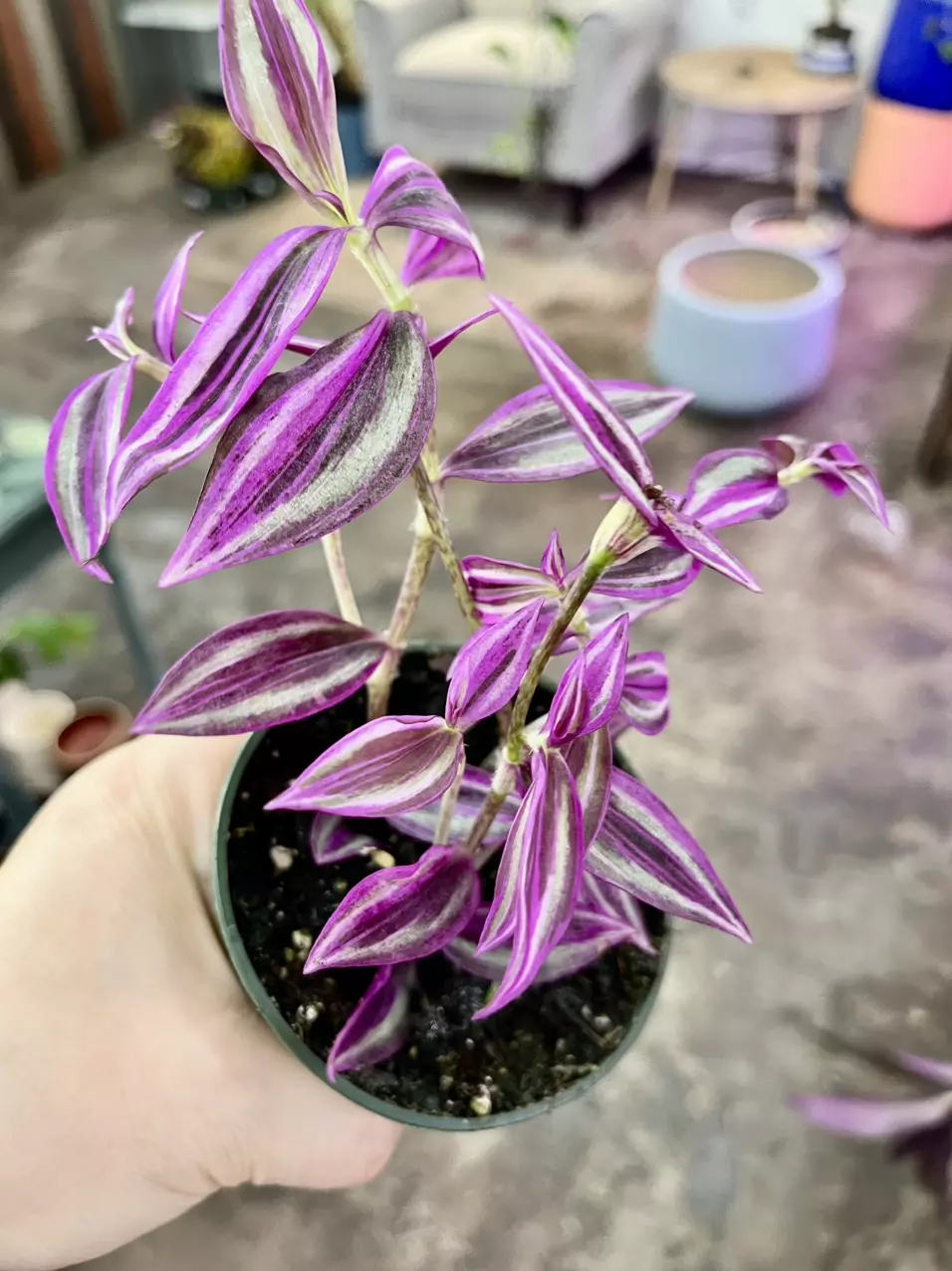 plant/tradescantia pink paradise-1