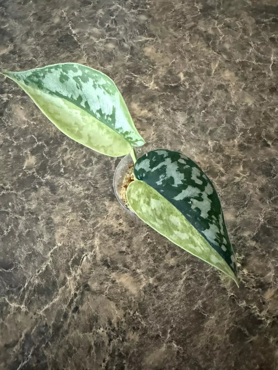 plant/Scindapsus Maharlika Variegated - rooted cutting-1