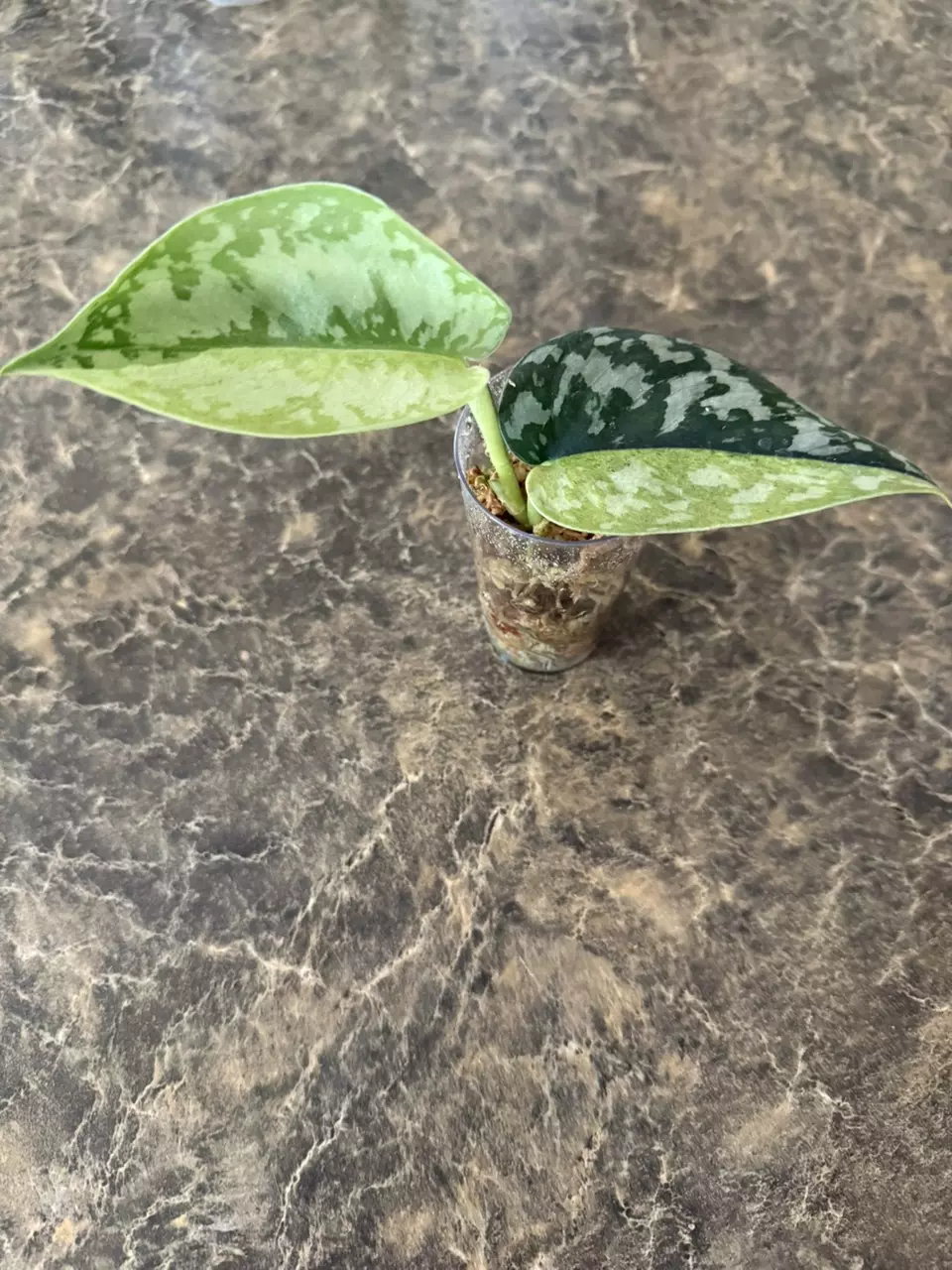 plant/Scindapsus Maharlika Variegated - rooted cutting-0