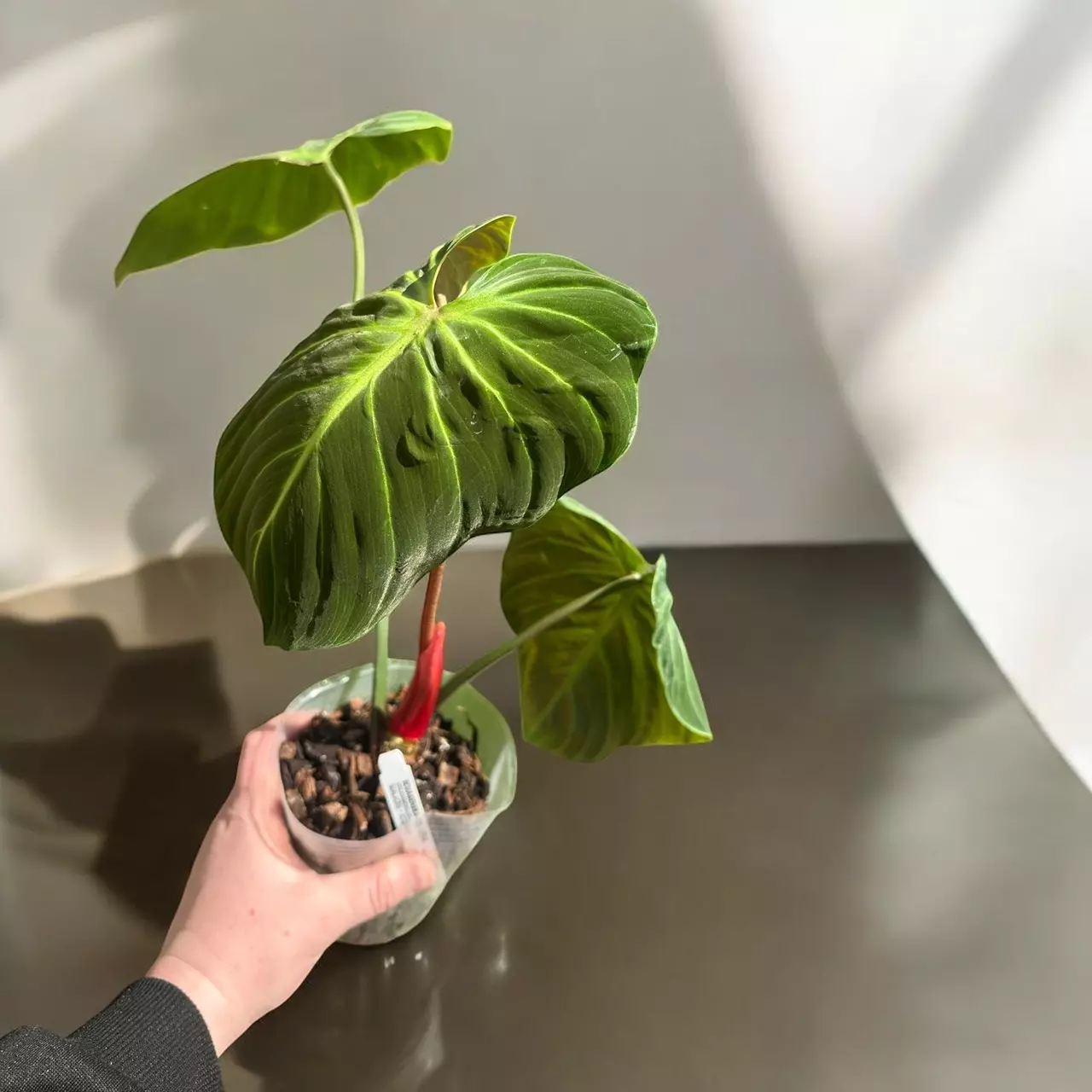 plant/El Choco Red-0