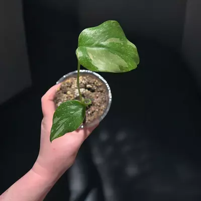 plant/Monstera Thai Con-0-thumbnail