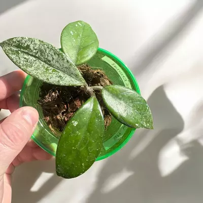 plant/Hoya Wibur Graves Russia-0-thumbnail