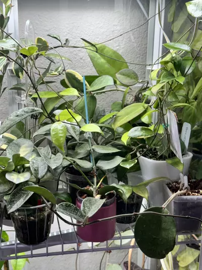 plant/Hoya Mystery Bundle of 10 Cuttings-usually fits in 2 of these pink boxes🖤-3-thumbnail