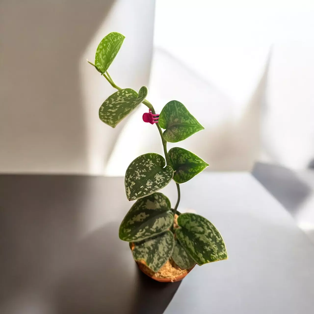 plant/Tricolor Scindapsus-0