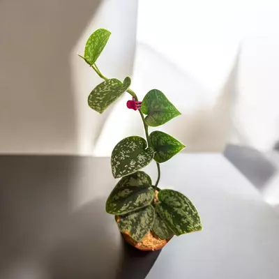 plant/Tricolor Scindapsus-0-thumbnail