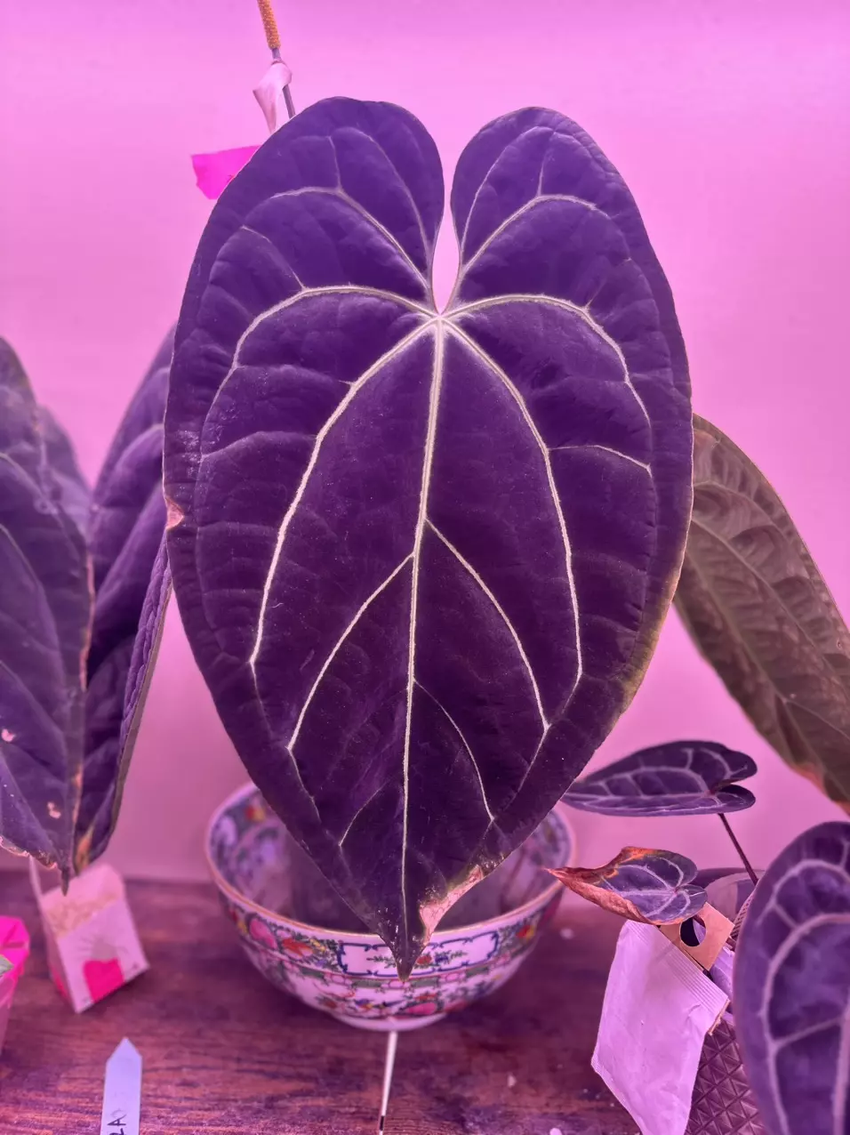 plant/Anthurium Carla x Bvep X WFN x Bess-1