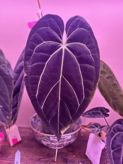 plant/Anthurium Carla x Bvep X WFN x Bess-1-thumbnail