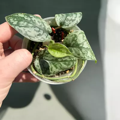 plant/Scindapsus Silver Lady-0-thumbnail