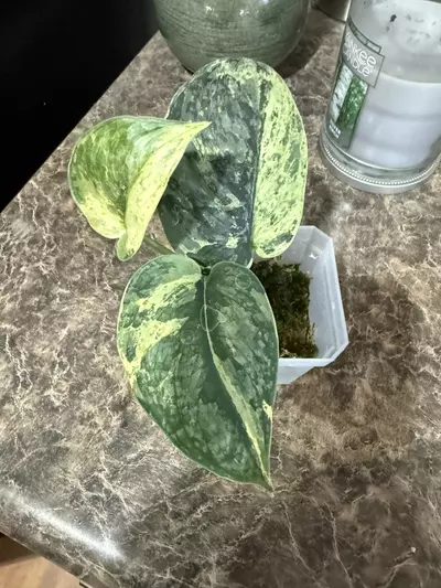 plant/Scindapsus Halimoon-0-thumbnail