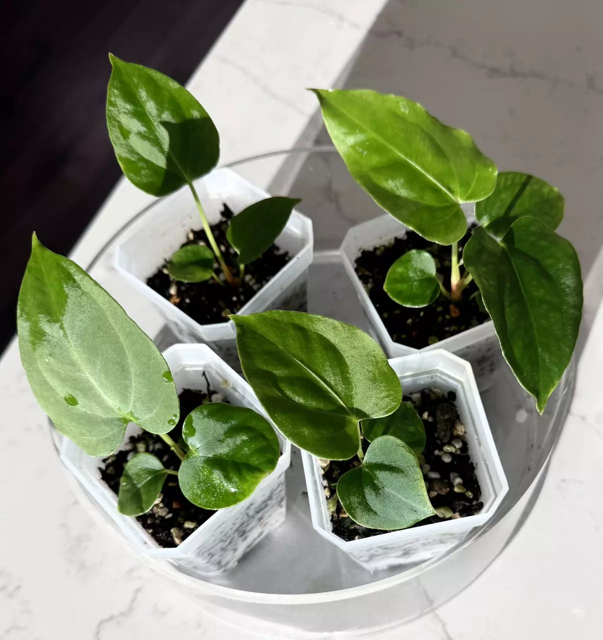 plant/Anthurium Papillilaminum “Ft. Sherman” x Regale Seedlings-1