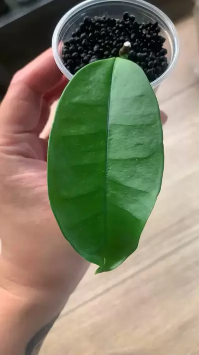 plant/Hoya fusca wall-0-thumbnail