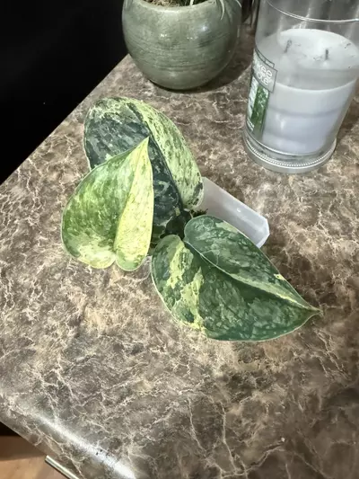 plant/Scindapsus Halimoon-1-thumbnail